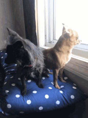 two dogs sitting on a blue polka dot dog bed