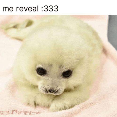 a seal puppy is laying on a pink blanket with the words me reveal 333 above it