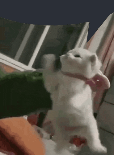 a white kitten wearing a pink collar is standing on its hind legs