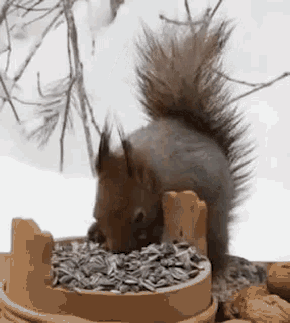 Squirrel Eat GIF - Squirrel Eat Eating GIFs