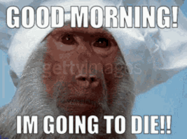 Good Morning Im Going To Die GIF - Good Morning Im Going To Die Monke GIFs