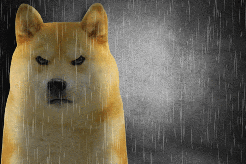 a dog is standing in the rain with a serious look on his face