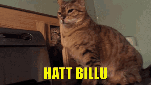 Billu Hatt GIF - Billu Hatt Cat GIFs