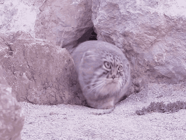 a cat that looks like a seal is sitting in a cave