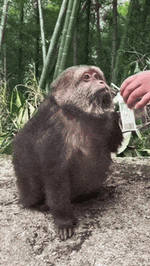 a monkey is being fed by a person with a bottle of milk
