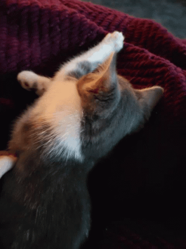 Cat Sleeping GIF - Cat Sleeping Sleep GIFs