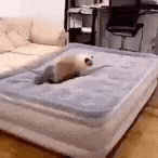 a cat is laying on a mattress in a living room .