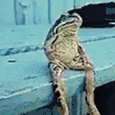 a frog is sitting on a ledge with its legs crossed and looking at the camera .