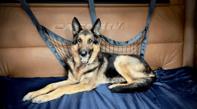 a german shepherd is laying on a bed with a cargo net hanging from the back of a car