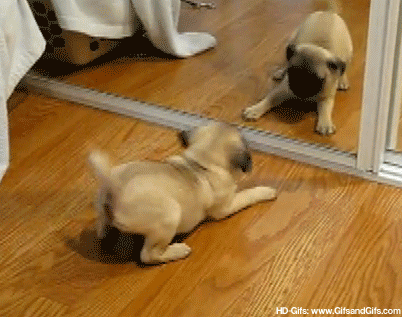 Who Are You GIF - Dogs Puppy Dog GIFs