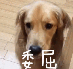 金毛犬 狗 可爱 委屈 GIF - Golden Retriever Dog Cute GIFs