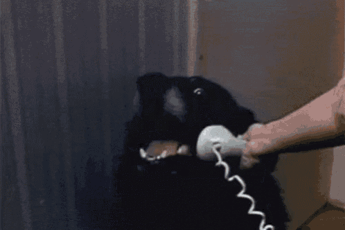 a person is holding a telephone in front of a black dog that says hello on it