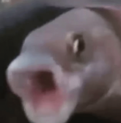 Goofy Ahh Fish GIF - Goofy Ahh Fish GIFs