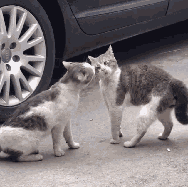 Cats Fight GIF - Cats Fight Back Off GIFs