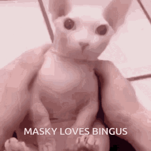 a person is holding a cat that says masky loves bingus on it