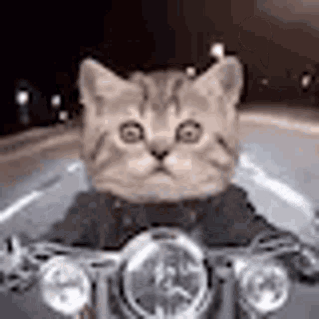 a cat is sitting on the front of a motorcycle .