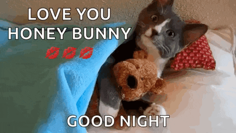 a cat is holding a teddy bear under a blue blanket and says love you honey bunny good night