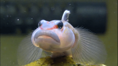 No. GIF - Fish Funny Cute GIFs