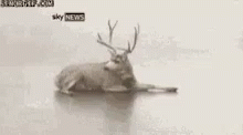 Deer Cant Get Up GIF - Deer Cant Get Up Slip GIFs