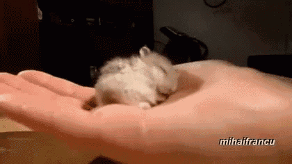 a person is holding a hamster in their hand .