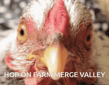 a close up of a chicken with the words hop on farm merge valley written below it