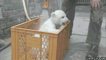a polar bear cub is in a plastic crate being held by a man