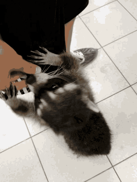 a person is holding a raccoon on their lap