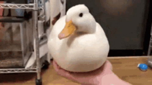 Duck Nice GIF