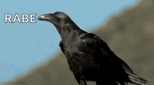 Crow Bird GIF