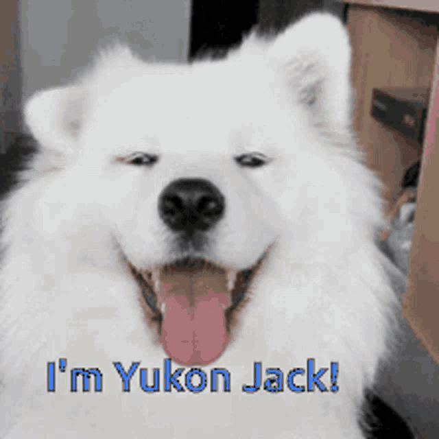 Dog Happy Dog GIF