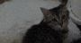 a cat is sitting on a carpet and looking at the camera