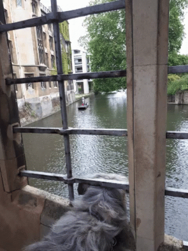 Kratu Cambridge GIF - Kratu Cambridge Dog GIFs