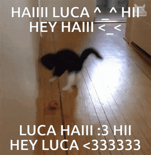 Cat Lukrative21 GIF - Cat Lukrative21 Nyan GIFs