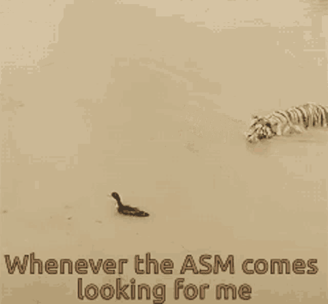 Tiger Duck GIF - Tiger Duck Whenever GIFs