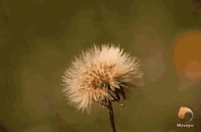 a close up of a dandelion with a movepic logo in the corner .