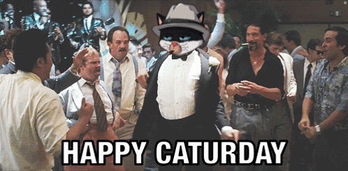 Cat Cartel Catcartel GIF - Cat Cartel Catcartel Caturday GIFs