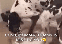 a dalmatian dog is standing next to another dalmatian dog and says `` gosh momma tommy is missing you '' .