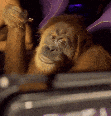 a close up of a monkey sitting in a purple seat
