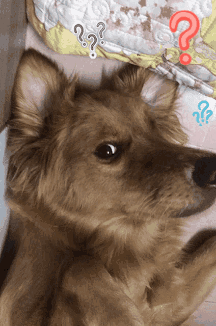 a brown dog with a question mark on its head