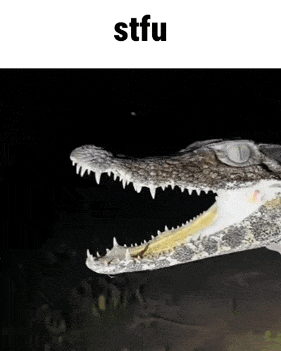 a close up of a crocodile 's mouth with the word stfu above it