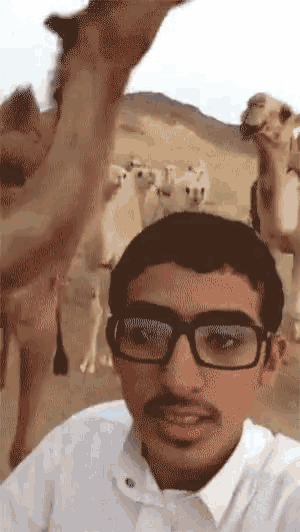 a man wearing glasses takes a selfie with a herd of camels behind him