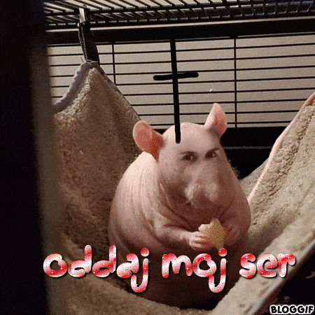 a picture of a hairless rat in a hammock with the words oddaj moj ser on it