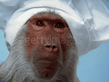 Disgust Monkey GIF - Disgust Monkey Monkey Cook GIFs