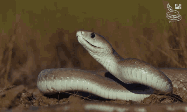 Living Zoology Snake GIF - Living Zoology Snake Mamba GIFs