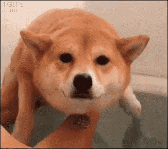 Doge Swimming GIF - Doge Swimming GIFs