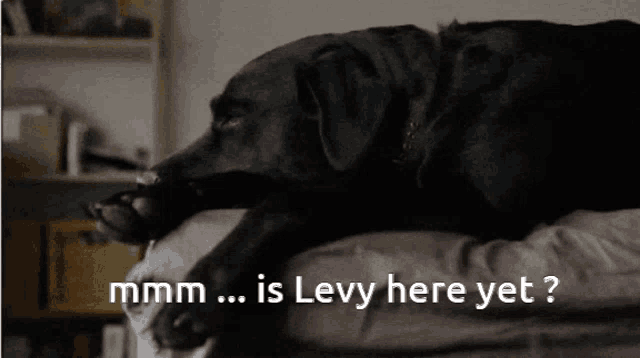Is He Here Yet Is Levy Here Yet GIF - Is He Here Yet Is Levy Here Yet Dog GIFs