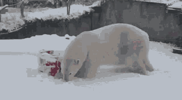 a polar bear is standing in the snow looking at a gift box .