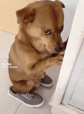 Treyreloaded Sad Dog GIF - Treyreloaded Sad Dog GIFs