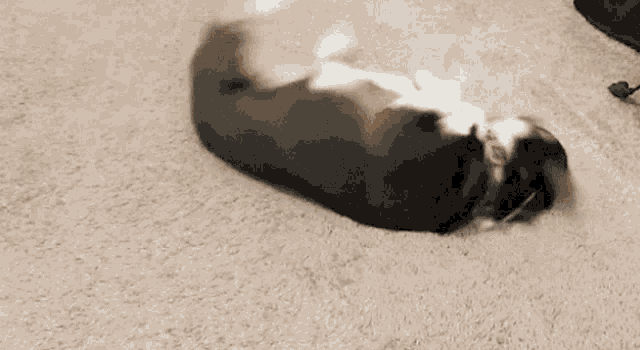 a black and white dog laying on the floor