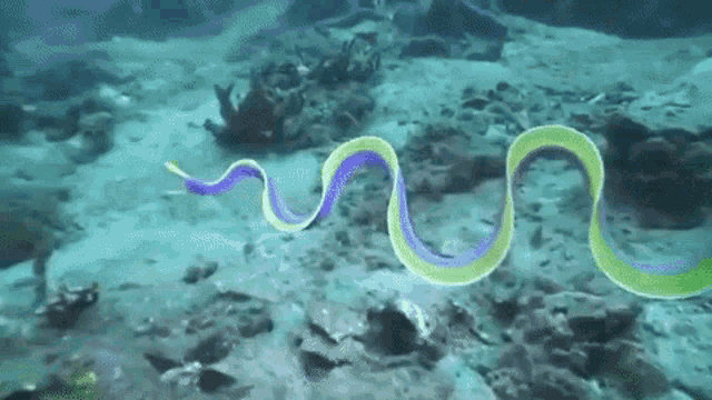 Strangely Satisfying Ribbon Eel GIF - Strangely Satisfying Ribbon Eel Marine Life GIFs